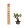 Pinus thunbergii - B4977