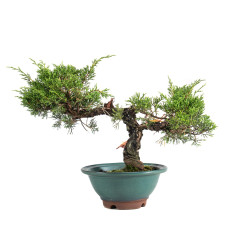 Juniperus Itoigawa - B5061