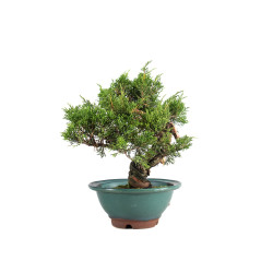 Juniperus Itoigawa - B5061