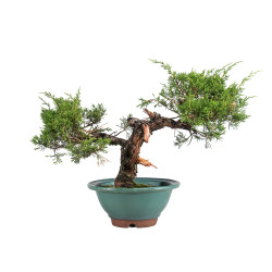 Juniperus Itoigawa - B5061