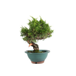 Juniperus Itoigawa - B5061