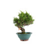 Juniperus Itoigawa - B5061