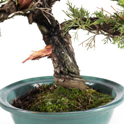 Juniperus Itoigawa - B5061