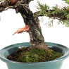 Juniperus Itoigawa - B5061