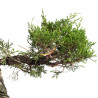Juniperus Itoigawa - B5061