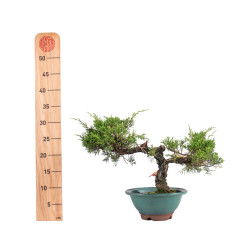 Juniperus Itoigawa - B5061