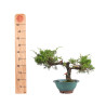 Juniperus Itoigawa - B5061