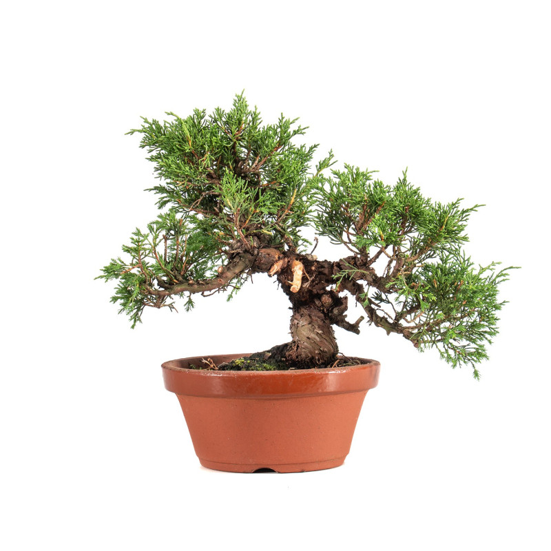 Juniperus Itoigawa - B5074