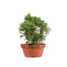 Juniperus Itoigawa - B5074