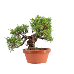 Juniperus Itoigawa - B5074