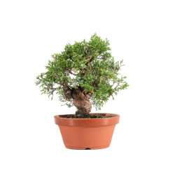 Juniperus Itoigawa - B5074