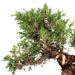Juniperus Itoigawa - B5074