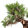 Juniperus Itoigawa - B5074