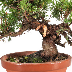 Juniperus Itoigawa - B5074