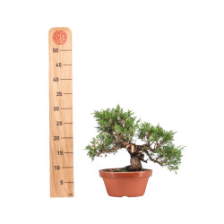 Juniperus Itoigawa - B5074