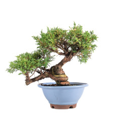 Juniperus Itoigawa - B5078