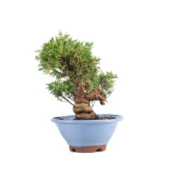 Juniperus Itoigawa - B5078