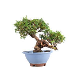 Juniperus Itoigawa - B5078