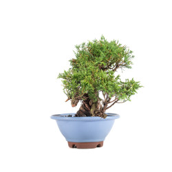 Juniperus Itoigawa - B5078