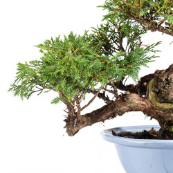 Juniperus Itoigawa - B5078