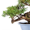 Juniperus Itoigawa - B5078