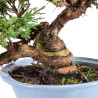 Juniperus Itoigawa - B5078