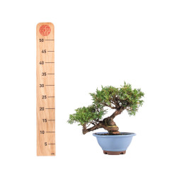 Juniperus Itoigawa - B5078