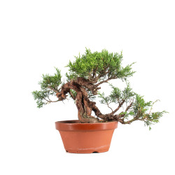 Juniperus Itoigawa - B5080