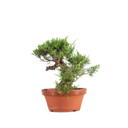 Juniperus Itoigawa - B5080