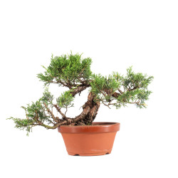 Juniperus Itoigawa - B5080