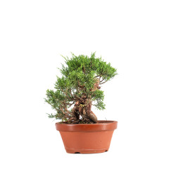 Juniperus Itoigawa - B5080