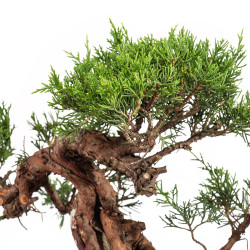 Juniperus Itoigawa - B5080