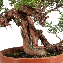 Juniperus Itoigawa - B5080