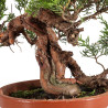 Juniperus Itoigawa - B5080