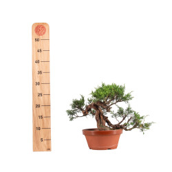 Juniperus Itoigawa - B5080