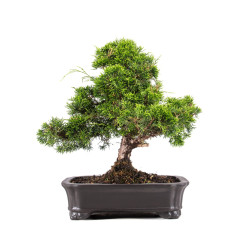 Juniperus Itoigawa - B5084