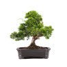 Juniperus Itoigawa - B5084