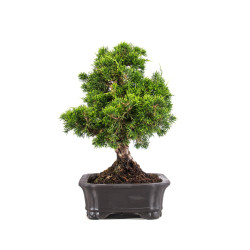 Juniperus Itoigawa - B5084