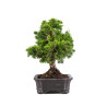 Juniperus Itoigawa - B5084