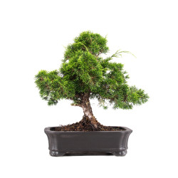 Juniperus Itoigawa - B5084