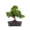 Juniperus Itoigawa - B5084
