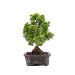 Juniperus Itoigawa - B5084