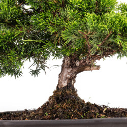 Juniperus Itoigawa - B5084