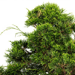Juniperus Itoigawa - B5084