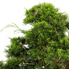 Juniperus Itoigawa - B5084