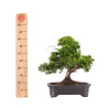 Juniperus Itoigawa - B5084