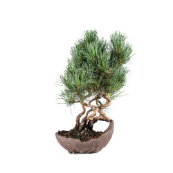 Pinus parviflora - B5090