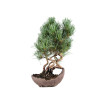 Pinus parviflora - B5090