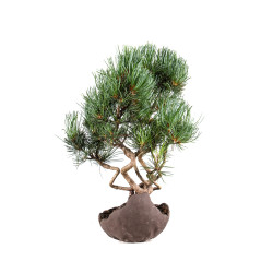 Pinus parviflora - B5090