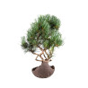Pinus parviflora - B5090